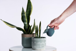 Pouring jug 